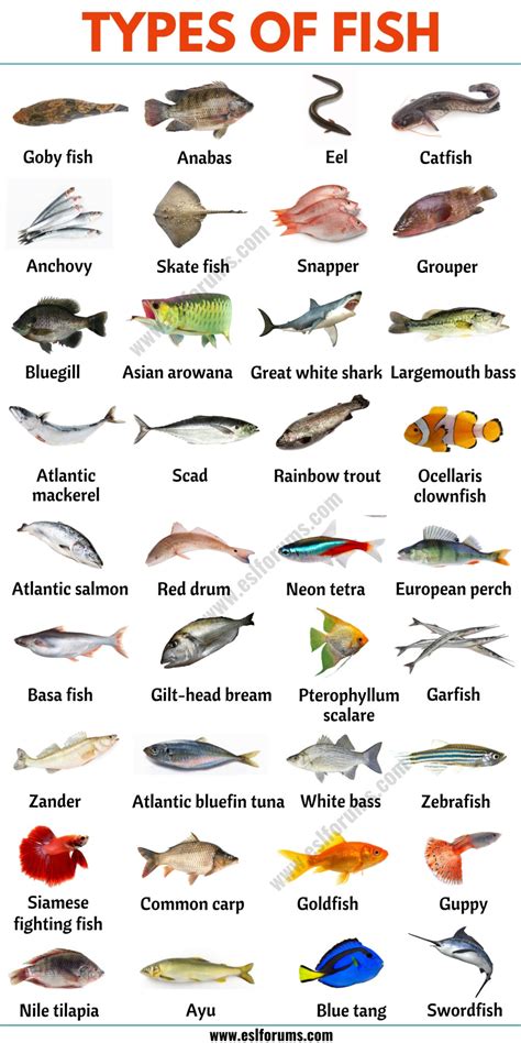 types of fish.